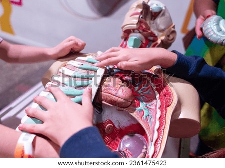 Medical mannequin. Sectional view of the respiratory system, simulated from plastic. Lungs, ribs, heart. Location of internal organs behind the sternum. Arteries, veins, alveoli.