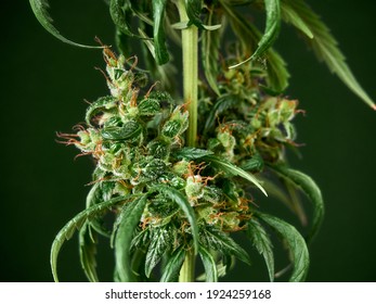 Medical Marijuana Bud Or Hemp Plant Blossom With Leaves On The Green Background