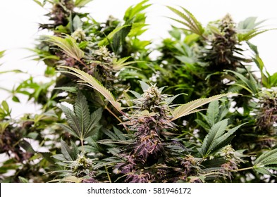 medical marijuana buds
