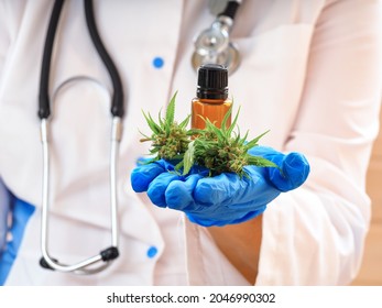 Medical Marijuana Cannabis Weed In The Hands Of A Woman Scientist Doctor