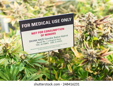 Medical marijuana dispensary grow garden