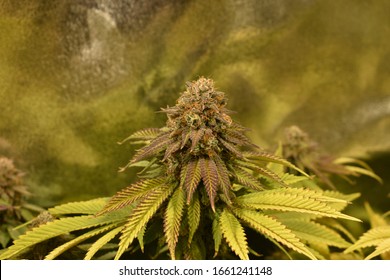 Medical Marijuana in Flower Before The Harvest