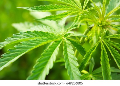 Medical marijuana. Legalize cannabis as a medical product. Leaves of marijuana narcotic plant on a green background