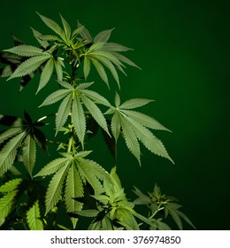 Medical Marijuana Plant On Green Background. Dark Scene. 