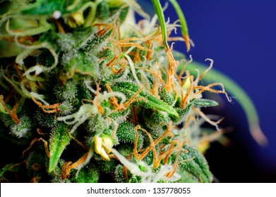 Medical marijuana plants flower macro