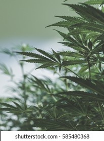 Medical Marijuana Plants In A Legal Cannabis Grow Room.