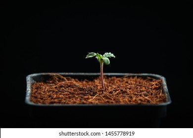 medical marijuana plants seedlings on a black background in a pot