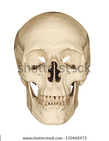 Medical model of a human skull isolated against a white background often used in colleges and universities for teaching anatomical science