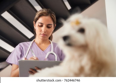 Medical Practice With Woman Working As Veterinary, Vet Using Tablet Computer During House Call, After Visit