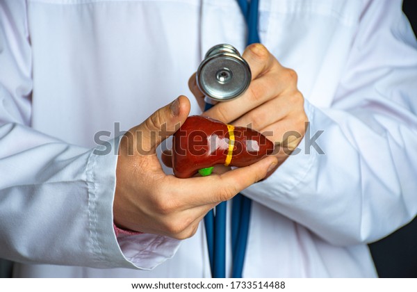 \
Medical professional, doctor,\
gastroenterologist or hepatologist holds anatomical model of human\
liver in his hand and directs by stethoscope in his other hand to\
diagnose health and\
diseases
