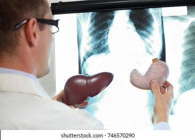 Medical Professional Working With Model Of Digestive System - Liver And Stomach Watching Images At X-ray Film Viewer
