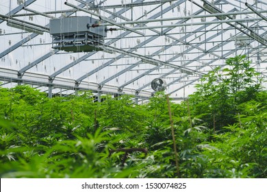A medical research marijuana farm