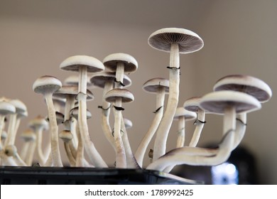 Medical Research Of Psilocybin . Fresh Psilocybin Shroom. Fungi Hallucinogen. Hallucinogenic Psychedelic Drug.