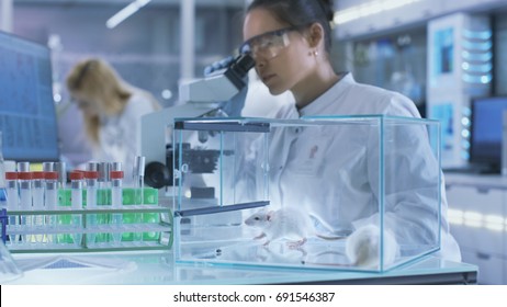 Medical Research Scientist Examines Laboratory Mice And Looks On Tissue Samples Under Microscope. She Works In A Light Laboratory.