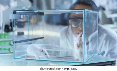 Medical Research Scientists Examines Laboratory Mice kept in a Glass Cage. She Works in a Light Laboratory.
