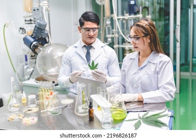 Medical Scientist With Cannabis Hemp Research In Medicine Laboratory To Make A Herbal Extract CBD Chemical Oil Or Alternative Drug From Marijuana Leaf Plant, Organic Nature Herb In Science Test