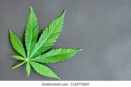 Green Fresh Marijuana Leaf Seven Tips Stock Photo 1267113985 | Shutterstock
