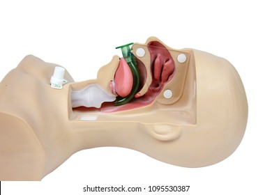 Medical Simulation Training Oropharyngeal Airway On A White Background With Cipping Path