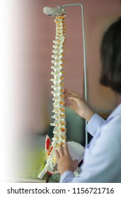 Medical Student Or Doctor Using Pencil To Demonstrate Anatomy Of Artificial Human Cervical Spine Model In Hospital Health Care Spine Chiropractic Spinal Injury Orthopedics Concept