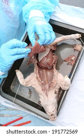 Medical Student In Physiology Class Dissecting A Fetal Pig, Showing The Internal Organs