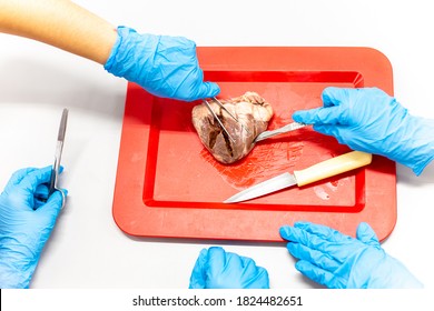 Medical Students Doing Sheep Heart Dissection In The Lab Class