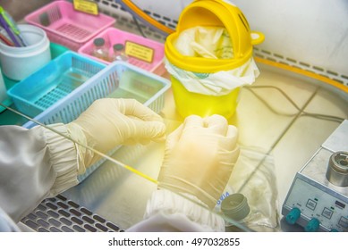 Medical Technologist Smear Specimen In Slide For Mycobacterium Tuberculosis Testing