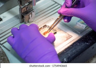 Medical technologists are preparing pathological specimens for diagnosis. - Shutterstock ID 1754943665