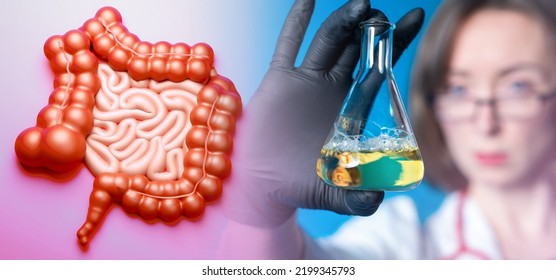 Medical Tests Digestive Health. Gastrointestinal Tract And Woman Doctor With Flask. Concepts Of Intestinal Health Analysis. Checking Stomach For Infection. Study Of Human Intestinal Tract
