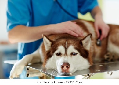 Medical Treatment Of Sick Husky Dog In Vet Clinic