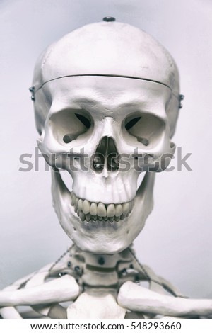 Similar – Image, Stock Photo Primate skull Primacy