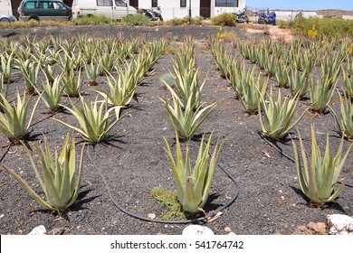 Medicinal Aloe Vera Plant in the Canary Islands