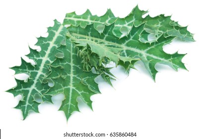 Medicinal Argemone mexicana or Mexican poppy leaves over white background