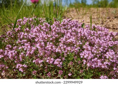 Medicinal and food herb Thymus serpyllum, Breckland thyme. Breckland wild thyme, creeping thyme, or elfin thyme blossoms close up. Natural medicine. Culinary ingredient and fragrant spice in habitat