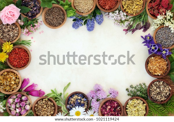 Medicinal herb and flower\
border with fresh and dried herbs and flowers used in natural\
herbal plant medicine and homeopathic remedies on parchment paper\
background.