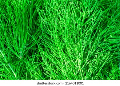 Medicinal Herb Horsetail. Close-up .