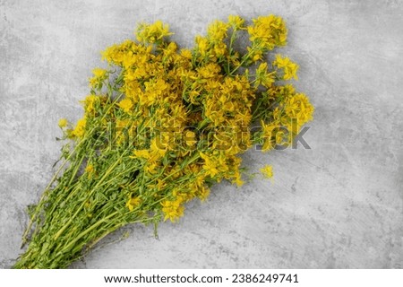 medicinal herb St. John's wort is prepared for drying. twigs and dried flowers of St. John's wort on a gray background. Copy space.