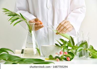 Medicinal herbal plant analysis, Natural organic botany drug research and development, Scientist formulating plant derived supplement medicine, Alternative traditional herbal remedies.  - Shutterstock ID 1487705294