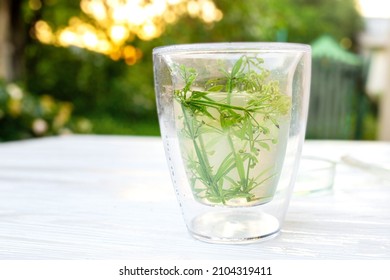 Medicinal herbal tea from Galium aparine cleavers made on wooden white table on backdrop of sunset. Soft focus