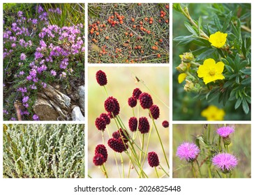 Medicinal Herbs Of The Baikal Region And Olkhon Island. Collage Of Photographs Of Herbs Used In Folk Medicine Of Siberia. Natural Floral Background