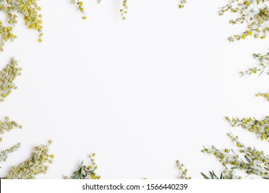 Medicinal herbs, Sagebrush, Artemisia, mugwort on a white background.
