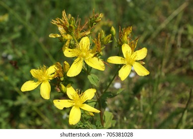 Medicinal herbs in summer - Hyperici perforati herba (Hypericum), perforated, close-up