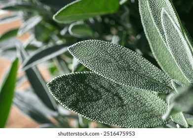 Medicinal herbs. Textured sage leaf close-up - Powered by Shutterstock