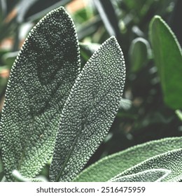 Medicinal herbs. Textured sage leaf close-up - Powered by Shutterstock