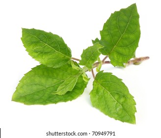 Medicinal Holy Basil Or Tulsi Leaves