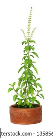 Medicinal Holy Basil Or Tulsi Plant