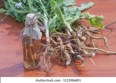 Medicinal Infusion Of Chicory Roots Is Used In Folk Medicine