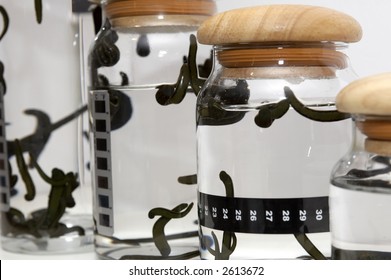 Medicinal Leech-hirudo medicinalis-
