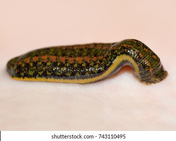 Medicinal Leech-hirudo medicinalis
