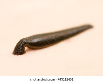 Medicinal Leech-hirudo medicinalis