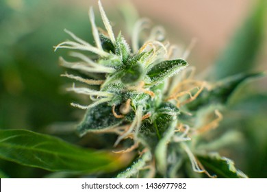 medicinal marijuana cbd thc. Concepts of legalizing herbs weed. buds grown cannabis in the house. Macro shot with sugar trichomes. Bud cannabis before harvest. Indica and Sativa medical